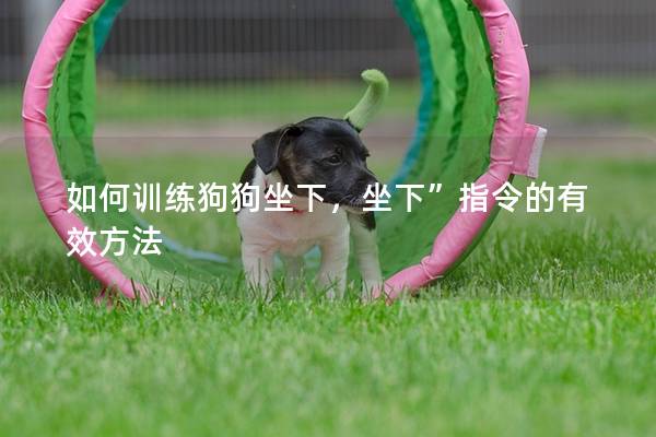如何训练狗狗坐下，坐下”指令的有效方法