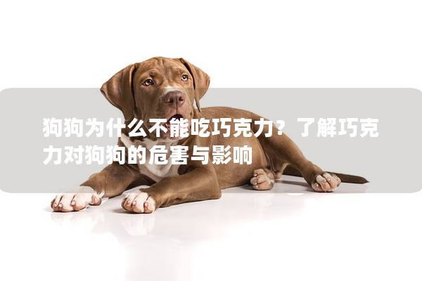 狗狗为什么不能吃巧克力？了解巧克力对狗狗的危害与影响