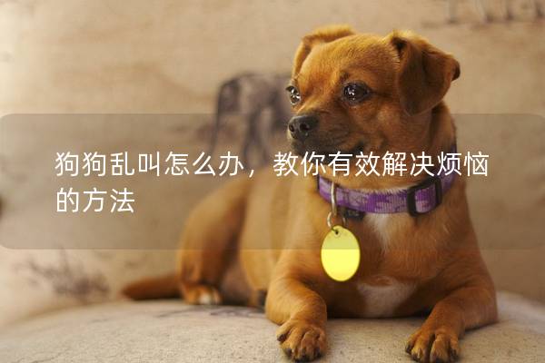 狗狗乱叫怎么办，教你有效解决烦恼的方法
