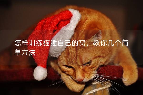 怎样训练猫睡自己的窝，教你几个简单方法
