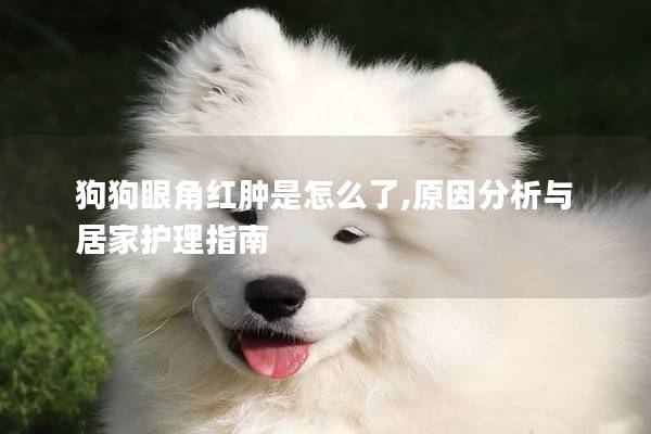 狗狗眼角红肿是怎么了,原因分析与居家护理指南