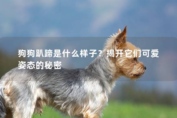 狗狗趴蹄是什么样子？揭开它们可爱姿态的秘密