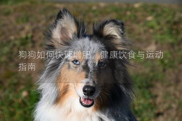 狗狗如何快速增肥，健康饮食与运动指南