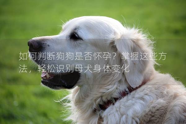 如何判断狗狗是否怀孕？掌握这些方法，轻松识别母犬身体变化