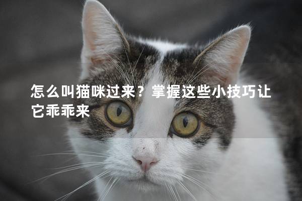 怎么叫猫咪过来？掌握这些小技巧让它乖乖来