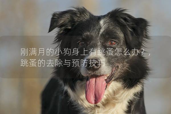 刚满月的小狗身上有跳蚤怎么办？,跳蚤的去除与预防技巧