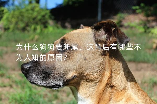 为什么狗狗要断尾，这背后有哪些不为人知的原因？