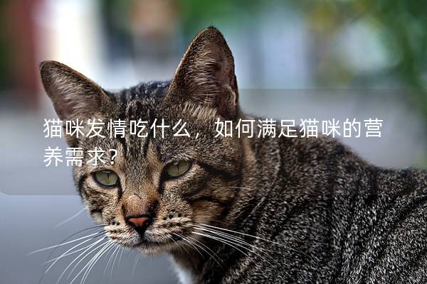 猫咪发情吃什么，如何满足猫咪的营养需求？