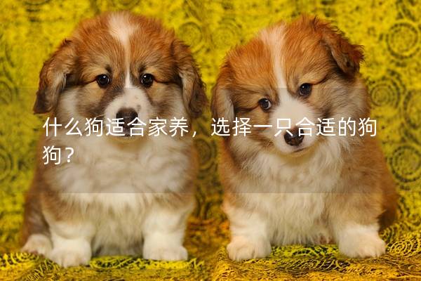 什么狗适合家养，选择一只合适的狗狗？