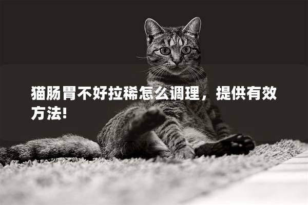 猫肠胃不好拉稀怎么调理，提供有效方法!