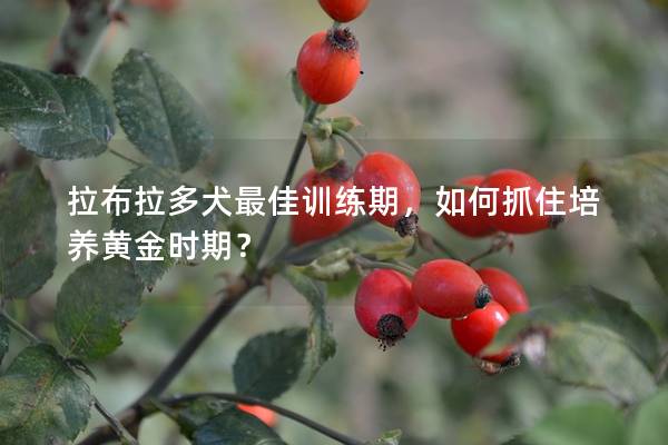 拉布拉多犬最佳训练期，如何抓住培养黄金时期？