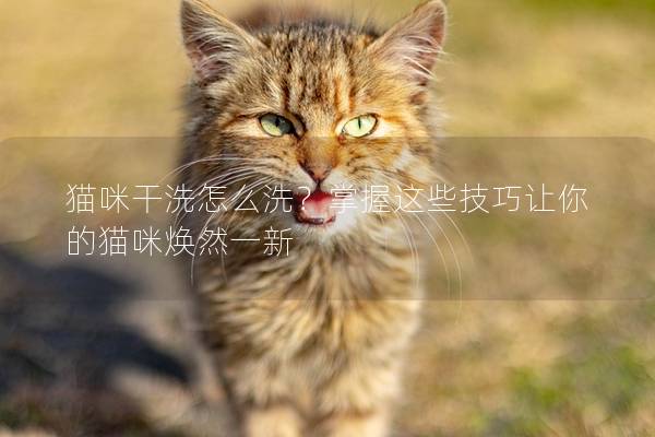 猫咪干洗怎么洗？掌握这些技巧让你的猫咪焕然一新
