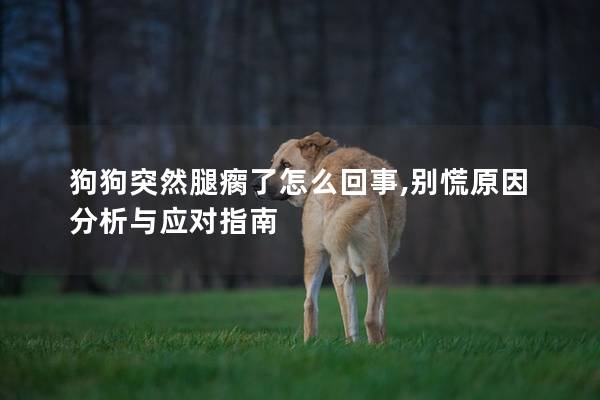 狗狗突然腿瘸了怎么回事,别慌原因分析与应对指南