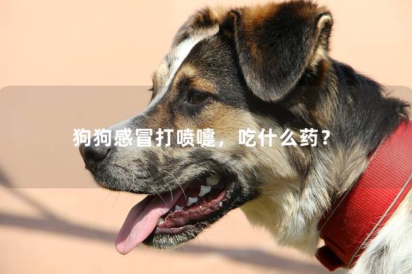 狗狗感冒打喷嚏，吃什么药？