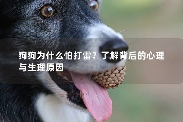 狗狗为什么怕打雷？了解背后的心理与生理原因