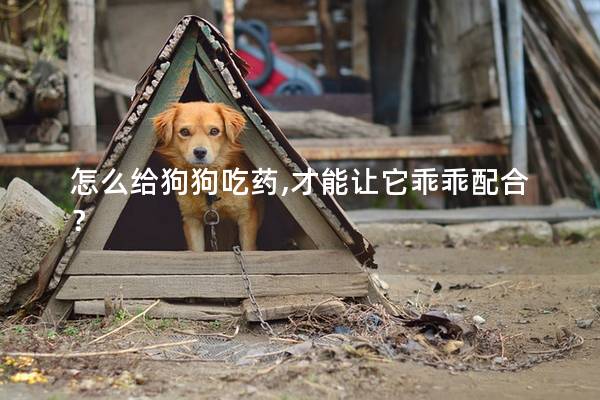 怎么给狗狗吃药,才能让它乖乖配合？
