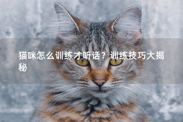 猫咪怎么训练才听话？训练技巧大揭秘