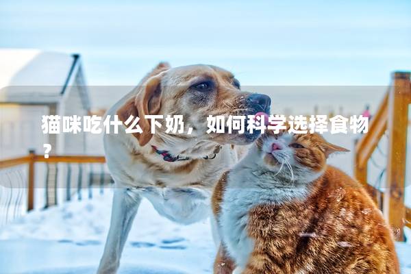 猫咪吃什么下奶，如何科学选择食物？