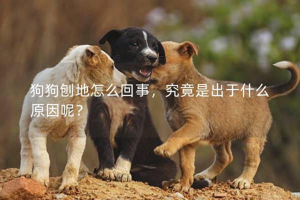 狗狗刨地怎么回事，究竟是出于什么原因呢？