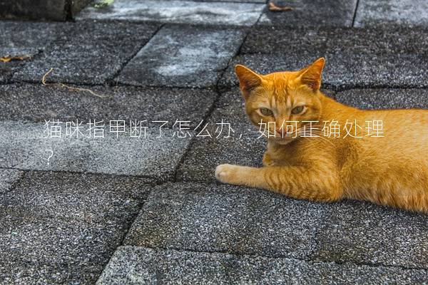 猫咪指甲断了怎么办，如何正确处理？