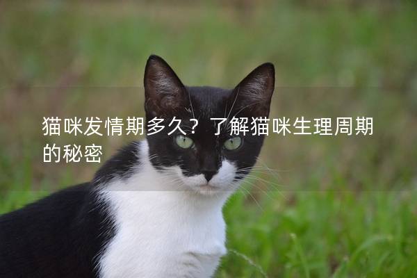 猫咪发情期多久？了解猫咪生理周期的秘密