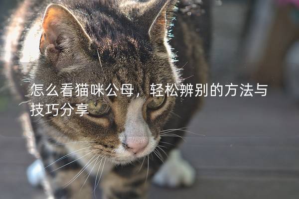 怎么看猫咪公母，轻松辨别的方法与技巧分享