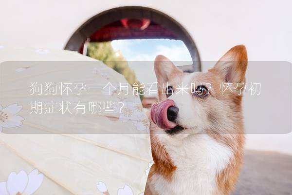 狗狗怀孕一个月能看出来吗？怀孕初期症状有哪些？