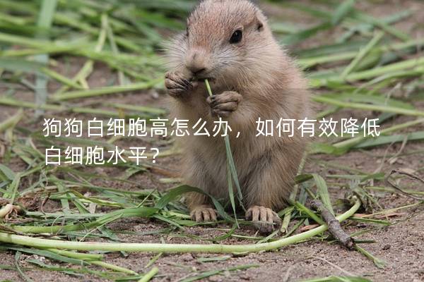 狗狗白细胞高怎么办，如何有效降低白细胞水平？