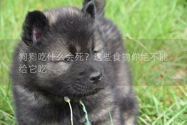 狗狗吃什么会死？这些食物你绝不能给它吃