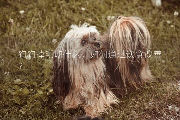 狗狗掉毛吃什么，如何通过饮食改善？