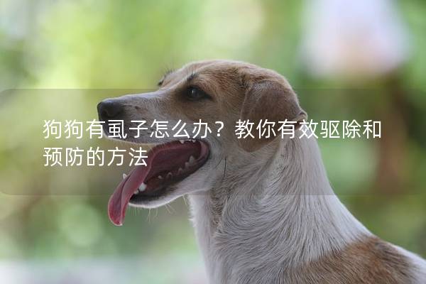 狗狗有虱子怎么办？教你有效驱除和预防的方法