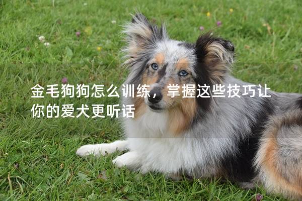 金毛狗狗怎么训练，掌握这些技巧让你的爱犬更听话