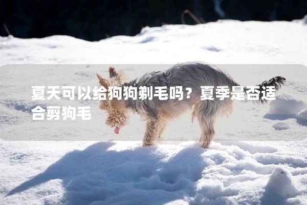 夏天可以给狗狗剃毛吗？夏季是否适合剪狗毛