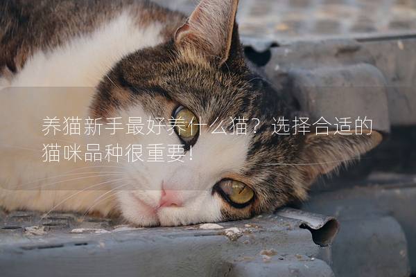 养猫新手最好养什么猫？选择合适的猫咪品种很重要!