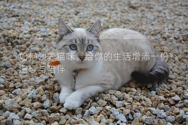 如何领养猫咪，给你的生活增添一份温暖与陪伴