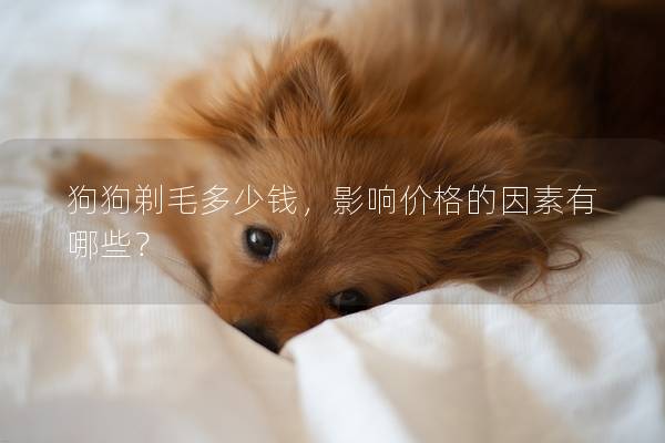狗狗剃毛多少钱，影响价格的因素有哪些？