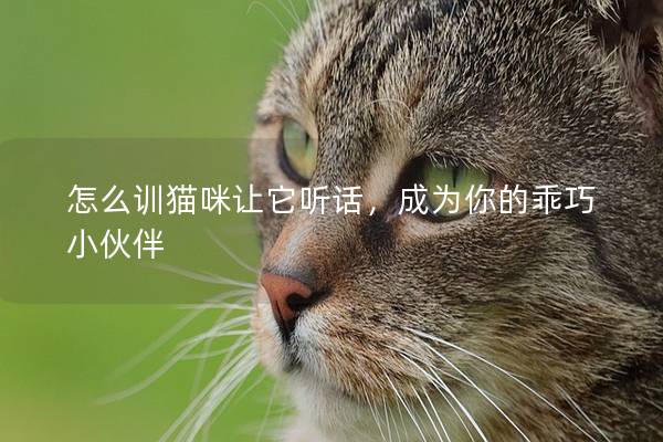 怎么训猫咪让它听话，成为你的乖巧小伙伴