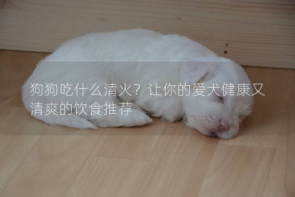 狗狗吃什么清火？让你的爱犬健康又清爽的饮食推荐