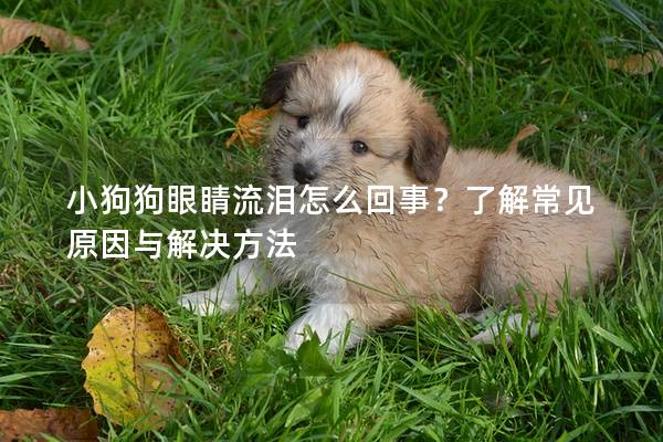 小狗狗眼睛流泪怎么回事？了解常见原因与解决方法
