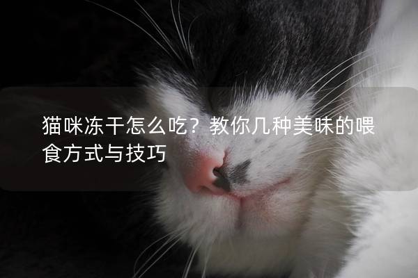 猫咪冻干怎么吃？教你几种美味的喂食方式与技巧