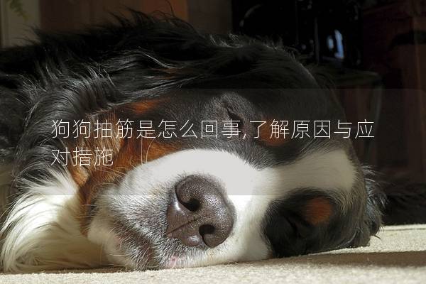 狗狗抽筋是怎么回事,了解原因与应对措施