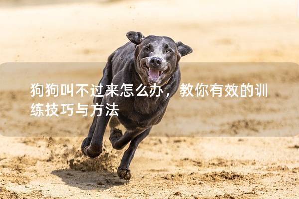 狗狗叫不过来怎么办，教你有效的训练技巧与方法