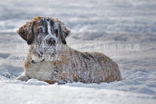 狗狗为什么有泪痕？了解泪痕形成原因与解决方案