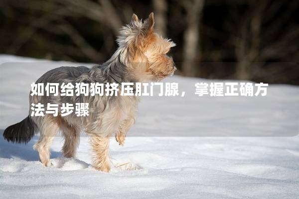 如何给狗狗挤压肛门腺，掌握正确方法与步骤