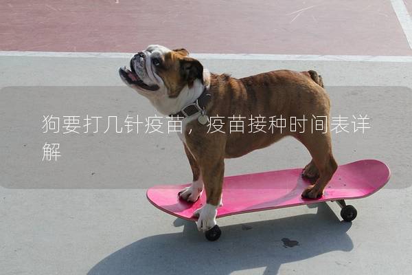 狗要打几针疫苗，疫苗接种时间表详解
