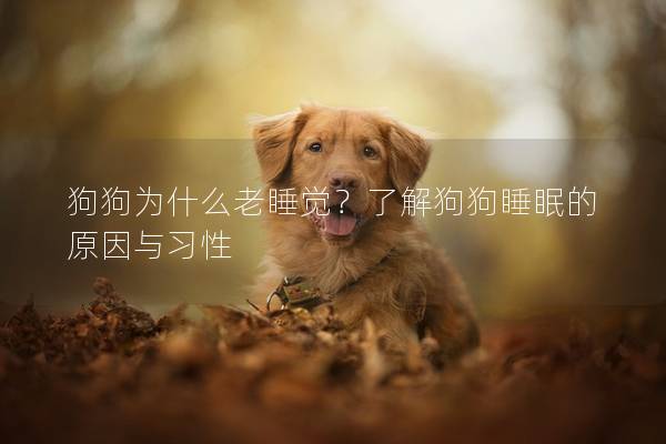 狗狗为什么老睡觉？了解狗狗睡眠的原因与习性