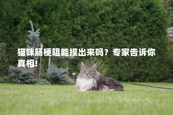猫咪肠梗阻能摸出来吗？专家告诉你真相!