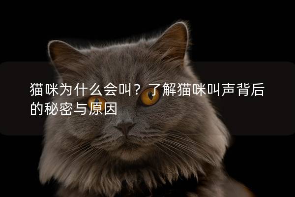 猫咪为什么会叫？了解猫咪叫声背后的秘密与原因