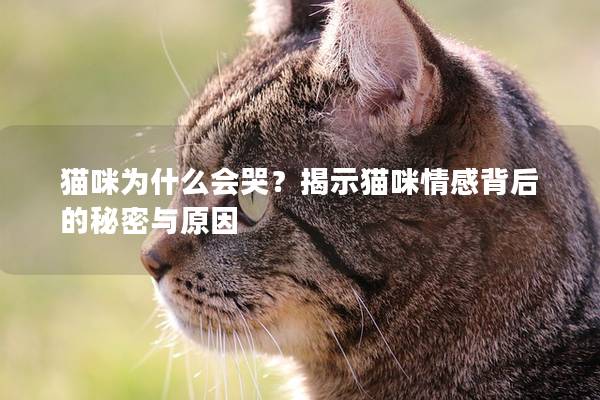 猫咪为什么会哭？揭示猫咪情感背后的秘密与原因