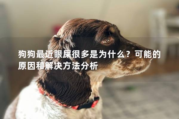 狗狗最近眼屎很多是为什么？可能的原因和解决方法分析